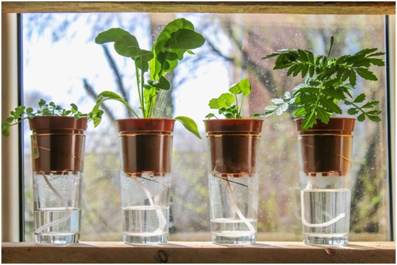 plastic bottles as self-watering seed starters