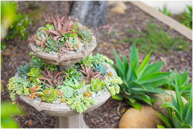 water fountain with succulent plants