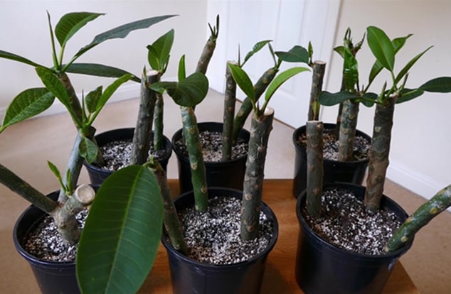 Growing Plumeria Frangipani