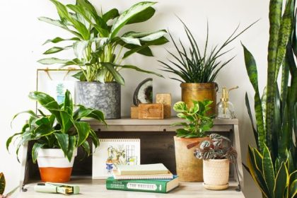 Right Pots for your Indoor Plants