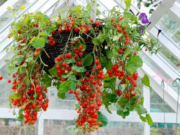 Tomato Hanging Planters