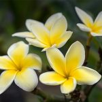 Plumeria Champa Frangipani