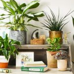 Right Pots for your Indoor Plants