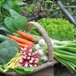 Tips for Vegetable Gardening