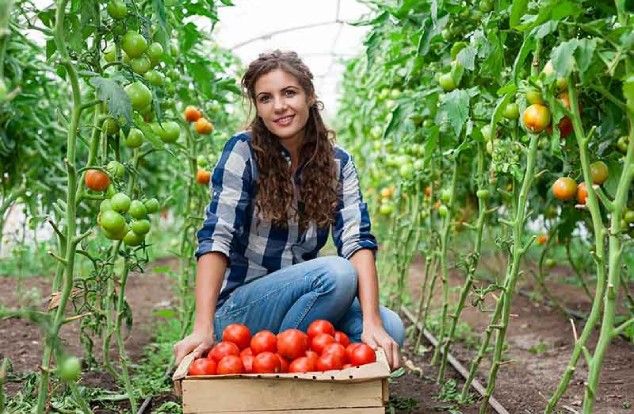 Ways to Plant Harvest Tomatoes