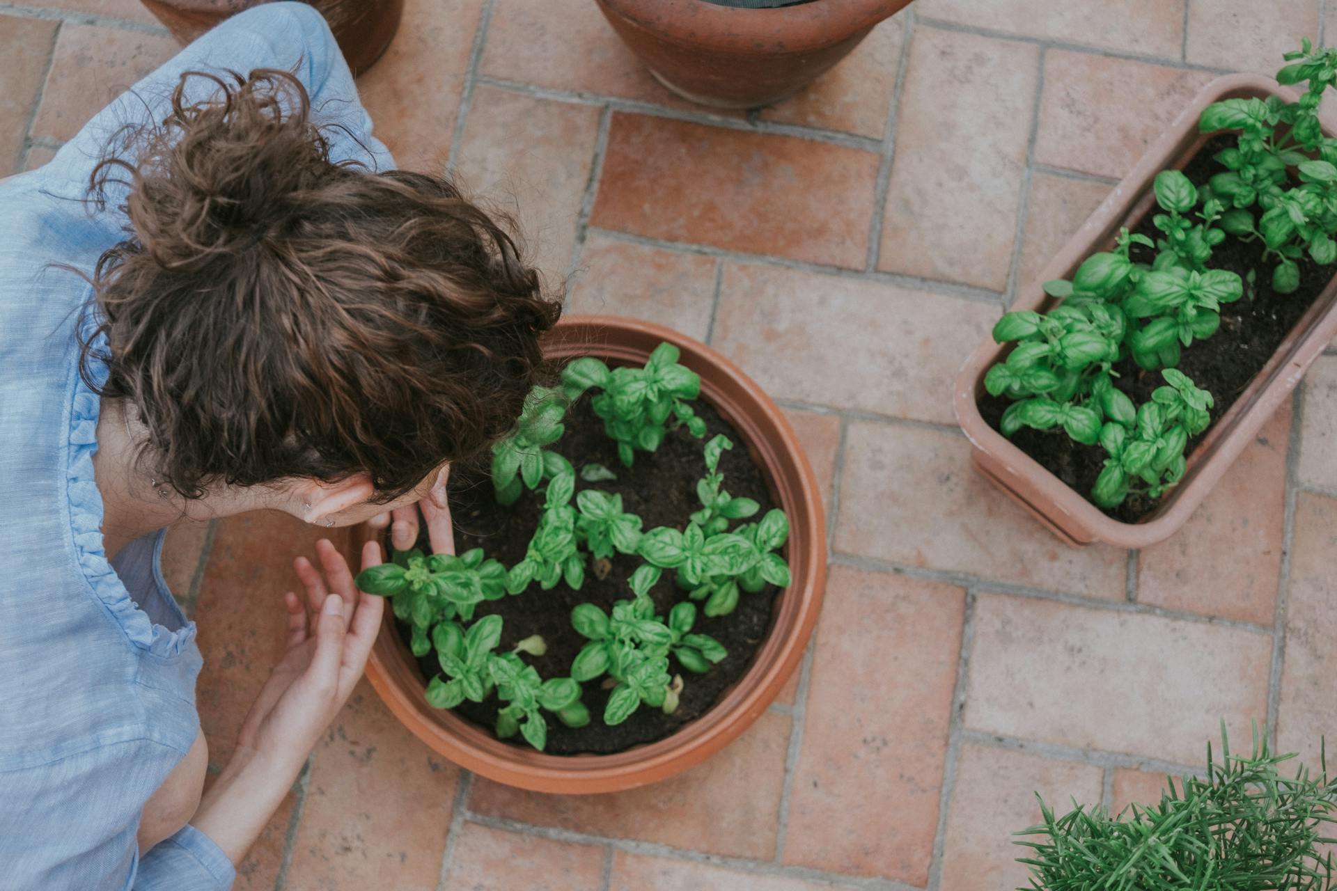 Top 10 Herbs Every Herb Garden Should Include feat img