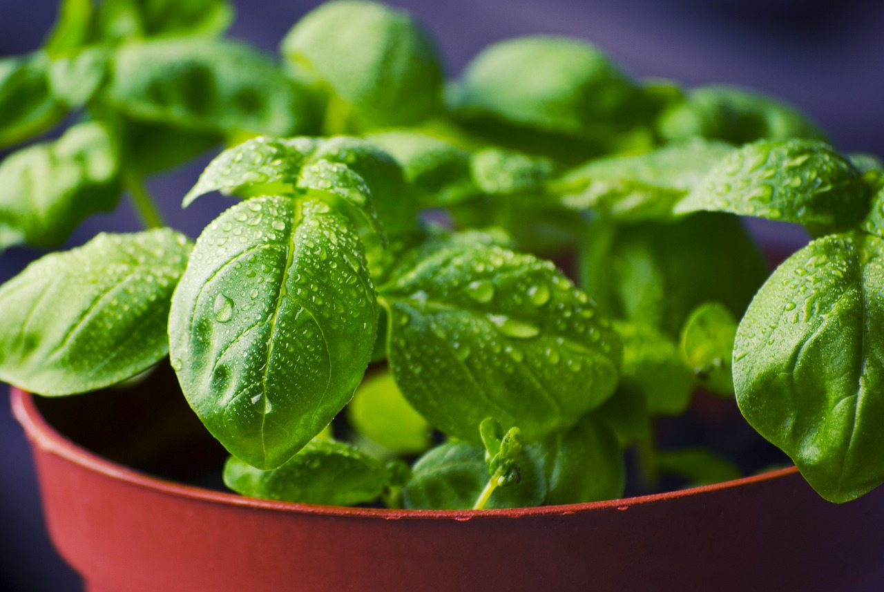 Top 10 Herbs Every Herb Garden