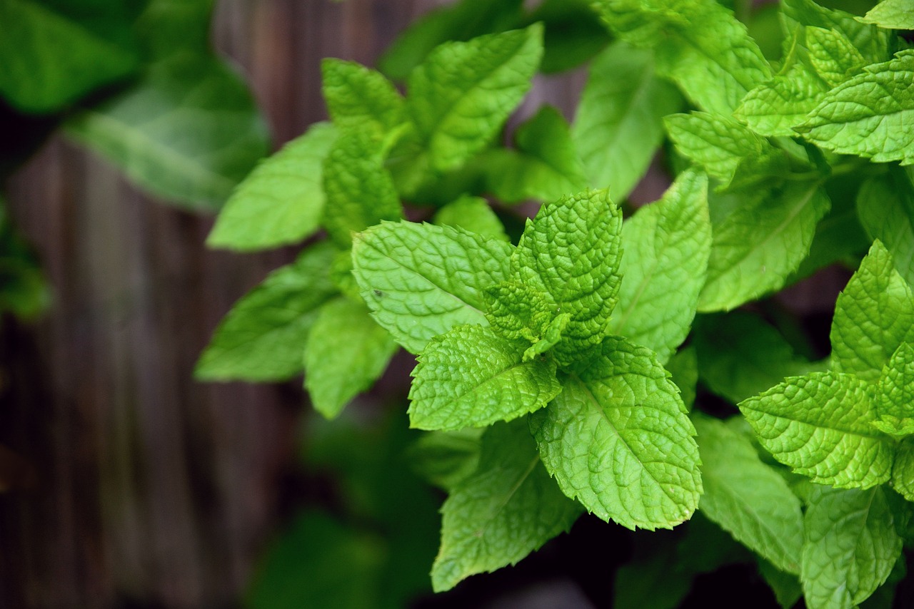 Top 10 Herbs Every Herb Garden