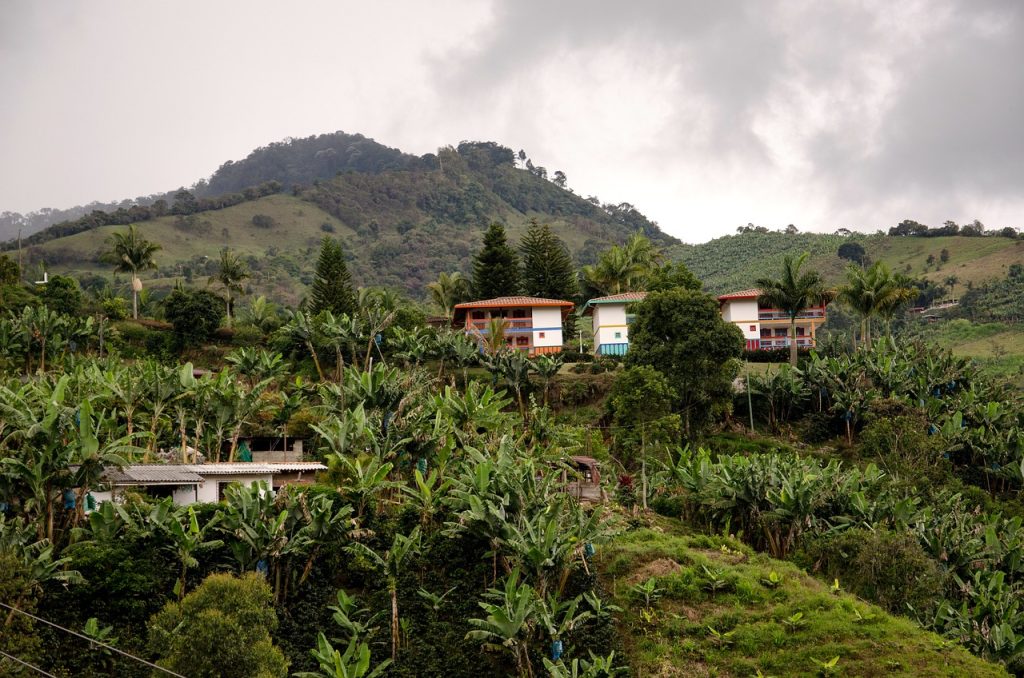 tropical garden