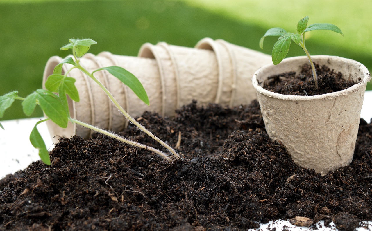 A Comprehensive Guide On When and How to Repot Your Home Garden Plants