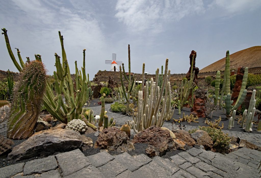 desert climate garden