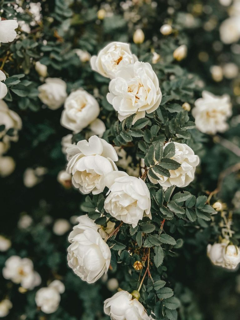 peonies in backyard garden