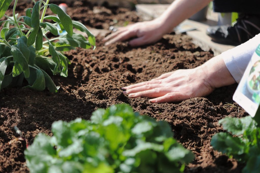 good soil helps plant grow quickly 