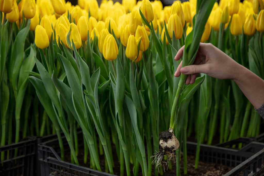 plant tulip bulbs