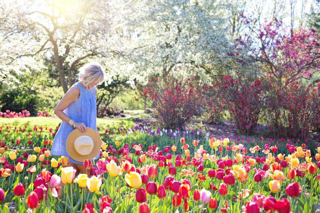climate needed to grow and bloom tulips in Eastern USA
