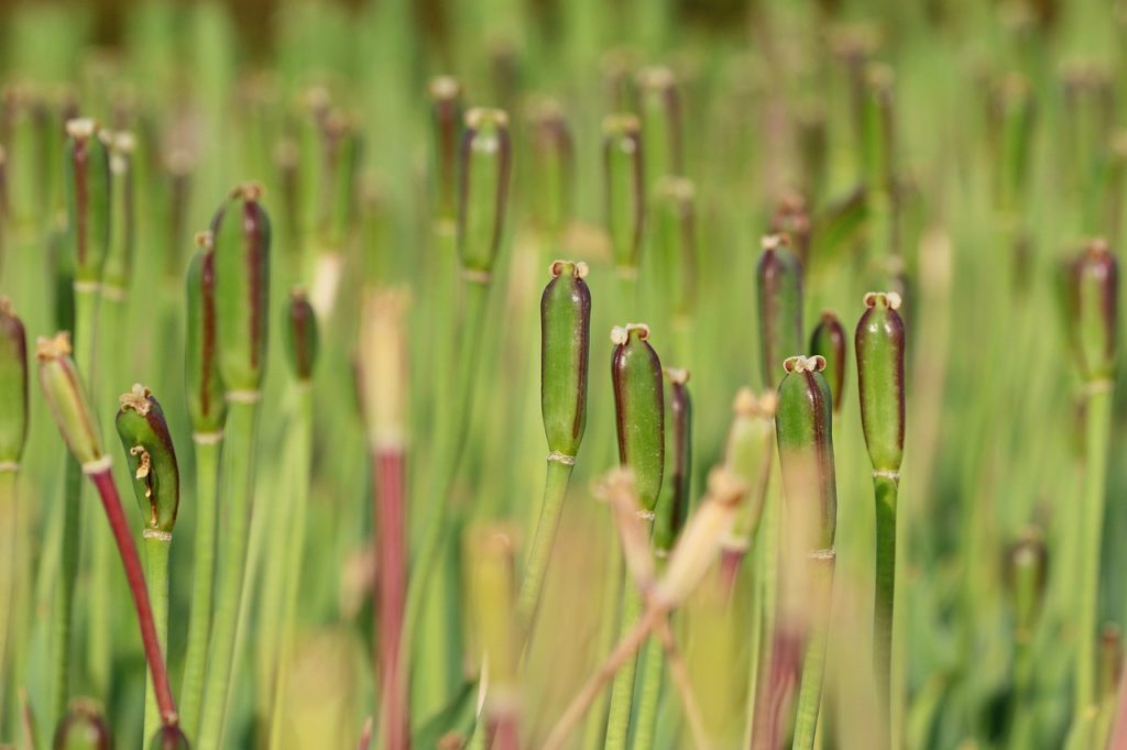 tulips growing up in a field