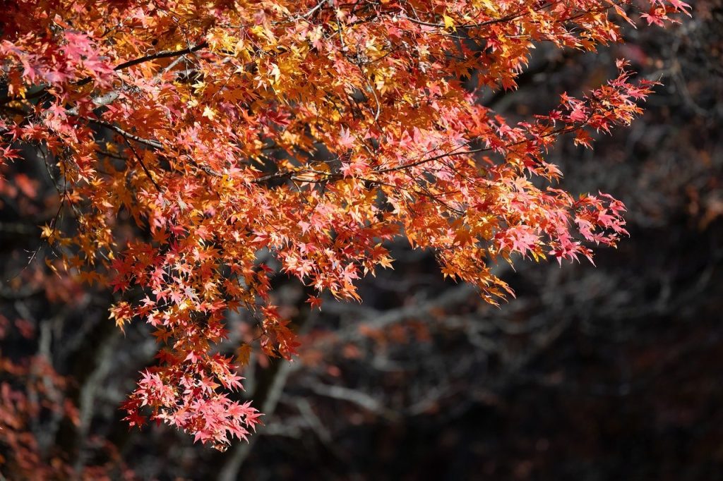 with seasonal changes, the flowering pattern of plants change. if they bloom in one season they might not bloom in other seasons.