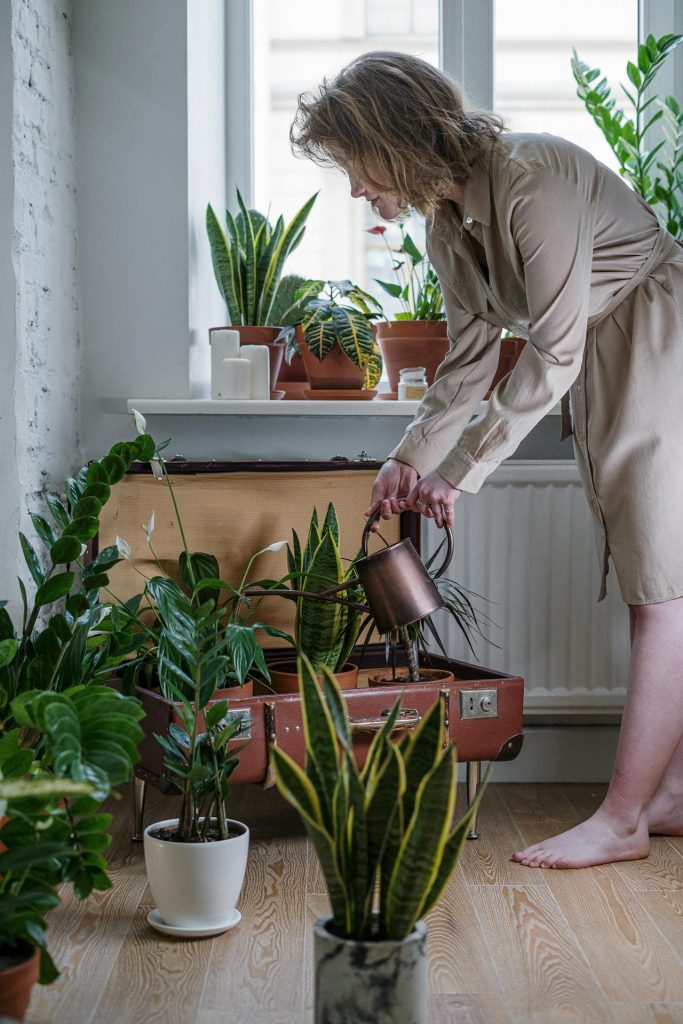 water plants with accurate knowledge. excessive watering can also be harmful for few plants.