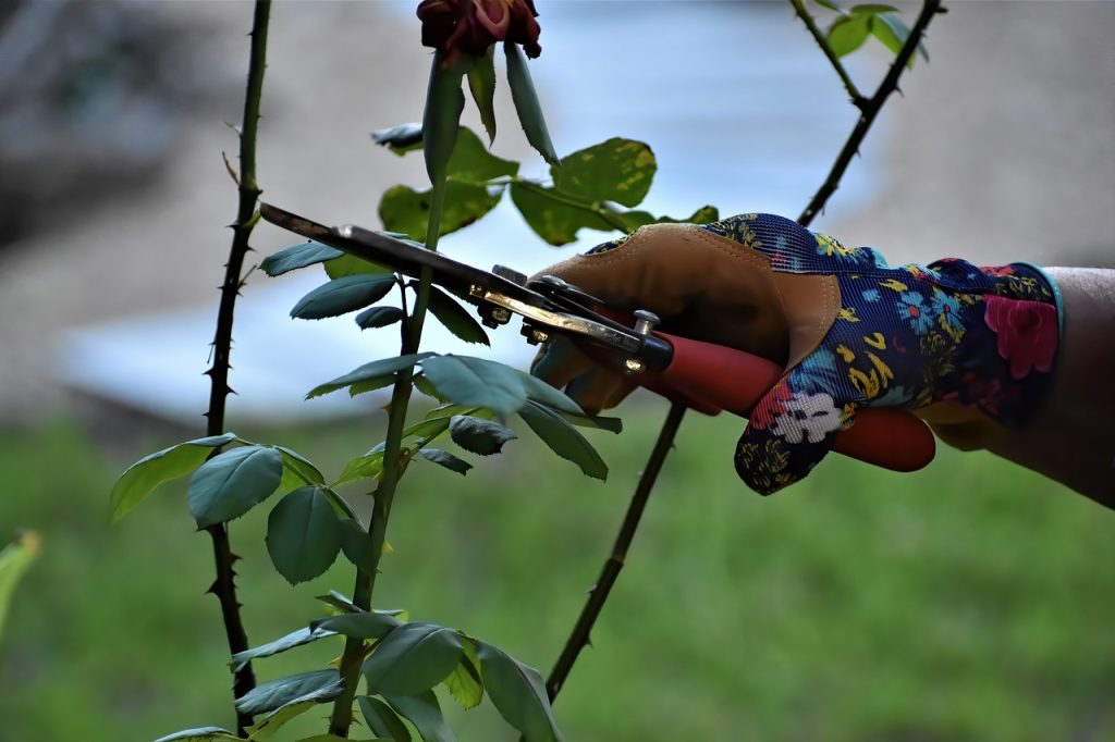 pruning is one of the effective methods to initiate more flowers in plants