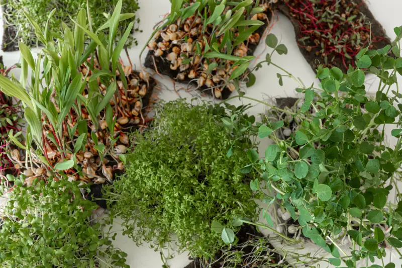 Creeping Thyme Plants
