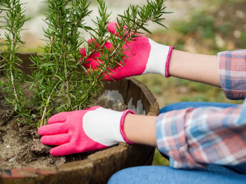 Methods to Take Care of Creeping Thyme Plants