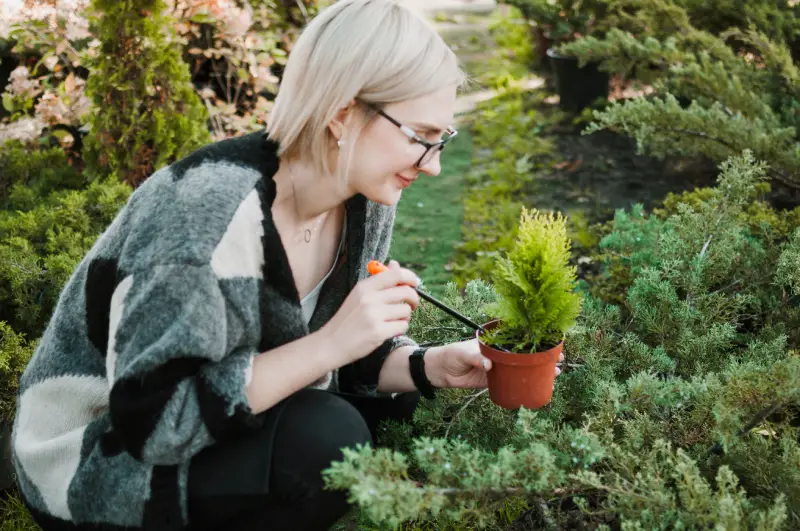 Take Care of Creeping Thyme Plants